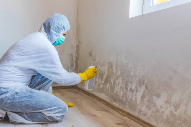Licensed Mold Remediation service in Bridgeport, IL - WQB Mold Removal